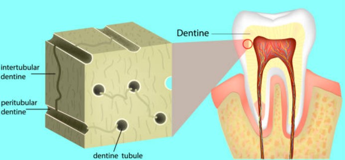 biological holistic root canal therapy, root regeneration therapy
