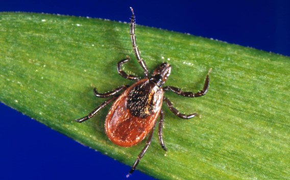 lyme disease, whole body dental care, holistic dentist, biological dentist