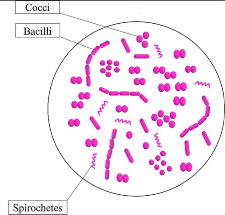 oral microbiome, saliva test, bacteria under microscope, bacteria test