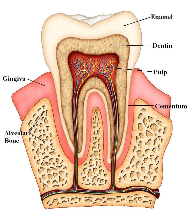 biological dentist in Minesota